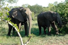 Afrikanischer Elefant (58 von 131).jpg